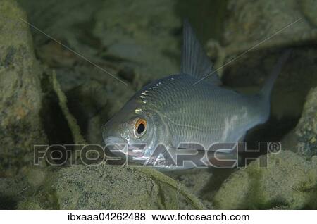 Rotfeder, Unechtes Rotauge, Rotel oder Rotblei (Scardinius erythrophthalmus), Aleksandrovskiy Granitsteinbruch, Ukraine, Europa View Large Photo Image Stock Photo - Rotfeder, Unechtes Rotauge, Rotel oder Rotblei (Scardinius erythrophthalmus), Aleksandrovskiy Granitsteinbruch, Ukraine, Europa. Fotosearch
