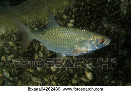 Rotfeder, Unechtes Rotauge, Rotel oder Rotblei (Scardinius erythrophthalmus), Aleksandrovskiy Granitsteinbruch, Ukraine, Europa View Large Photo Image Stock Photograph - Rotfeder, Unechtes Rotauge, Rotel oder Rotblei (Scardinius erythrophthalmus), Aleksandrovskiy Granitsteinbruch, Ukraine, Europa. Fotosearch