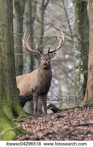 Rothirsch (Cervus elaphus) im Wald, Vulkaneifel, Rheinland-Pfalz, Deutschland, Europa View Large Photo Image Stock Photo - Rothirsch (Cervus elaphus) im Wald, Vulkaneifel, Rheinland-Pfalz, Deutschland, Europa. Fotosearch