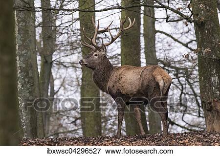 Rothirsch (Cervus elaphus) im Wald, Vulkaneifel, Rheinland-Pfalz, Deutschland, Europa View Large Photo Image Stock Photo - Rothirsch (Cervus elaphus) im Wald, Vulkaneifel, Rheinland-Pfalz, Deutschland, Europa. Fotosearch