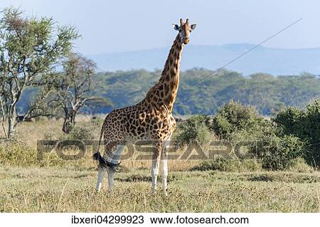 Stock Image - Rothschild's Giraffe (Giraffa camelopardalis rothschildi), Lake Nakuru Nationalpark, Kenia, Afrika. Fotosearch