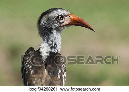 Stock Image - Rotschnabeltoko (Tockus erythrorhynchus), Chitwa Chitwa, Sabi Sands Wildreservat, Mpumalanga, Sudafrika. Fotosearch