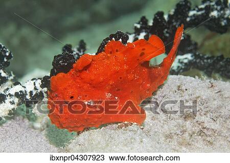 Rundflecken Anglerfisch, Gemalter Anglerfisch (Antennarius pictus), rot, Saparua Insel, Molukken, Banda See, Pazifik, Indonesien, Asien View Large Photo Image Stock Image - Rundflecken Anglerfisch, Gemalter Anglerfisch (Antennarius pictus), rot, Saparua Insel, Molukken, Banda See, Pazifik, Indonesien, Asien. Fotosearch