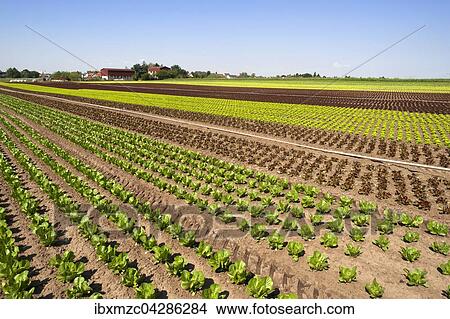 Salat, Anbau im Knoblauchsland, Anbaugebiet in Hofles bei Nurnberg, Mittelfranken, Bayern, Deutschland, Europa View Large Photo Image Picture - Salat, Anbau im Knoblauchsland, Anbaugebiet in Hofles bei Nurnberg, Mittelfranken, Bayern, Deutschland, Europa. Fotosearch