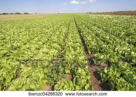 Salat, Anbau im Knoblauchsland, Anbaugebiet in Hofles bei Nurnberg, Mittelfranken, Bayern, Deutschland, Europa View Large Photo Image Stock Image - Salat, Anbau im Knoblauchsland, Anbaugebiet in Hofles bei Nurnberg, Mittelfranken, Bayern, Deutschland, Europa. Fotosearch
