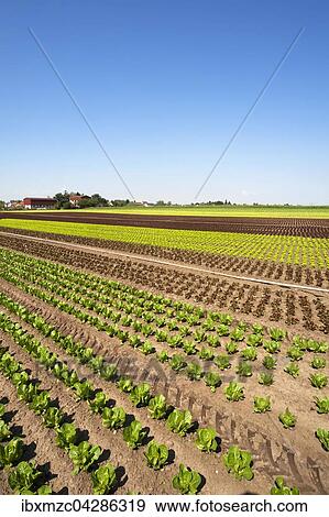 Salat, Anbau im Knoblauchsland, Anbaugebiet in Hofles bei Nurnberg, Mittelfranken, Bayern, Deutschland, Europa View Large Photo Image Stock Photo - Salat, Anbau im Knoblauchsland, Anbaugebiet in Hofles bei Nurnberg, Mittelfranken, Bayern, Deutschland, Europa. Fotosearch