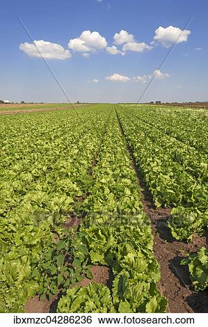 Stock Photograph - Salat, Anbau im Knoblauchsland, Anbaugebiet in Hofles bei Nurnberg, Mittelfranken, Bayern, Deutschland, Europa. Fotosearch