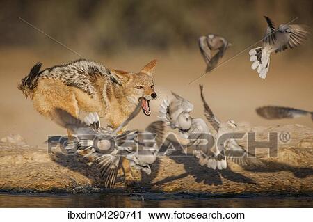 Schabrackenschakal (Canis mesomelas) jagt Tauben an einem Wasserloch, Kgalagadi-Transfrontier-Nationalpark, Nordkap Provinz, Sudafrika View Large Photo Image Stock Image - Schabrackenschakal (Canis mesomelas) jagt Tauben an einem Wasserloch, Kgalagadi-Transfrontier-Nationalpark, Nordkap Provinz, Sudafrika. Fotosearch