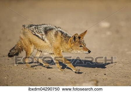 Schabrackenschakal (Canis mesomelas) schleicht sich an, Kgalagadi-Transfrontier-Nationalpark, Nordkap Provinz, Sudafrika View Large Photo Image Stock Image - Schabrackenschakal (Canis mesomelas) schleicht sich an, Kgalagadi-Transfrontier-Nationalpark, Nordkap Provinz, Sudafrika. Fotosearch