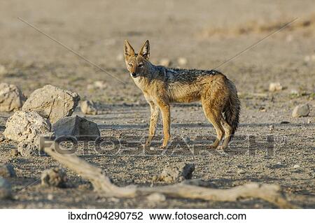 Schabrackenschakal (Canis mesomelas), Kgalagadi-Transfrontier-Nationalpark, Nordkap Provinz, Sudafrika View Large Photo Image Stock Image - Schabrackenschakal (Canis mesomelas), Kgalagadi-Transfrontier-Nationalpark, Nordkap Provinz, Sudafrika. Fotosearch