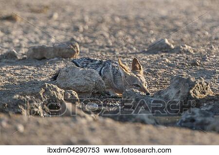 Schabrackenschakal (Canis mesomelas) versteckt sich hinter Steinen an einem Wasserloch, Kgalagadi-Transfrontier-Nationalpark, Nordkap Provinz, Sudafrika View Large Photo Image Stock Image - Schabrackenschakal (Canis mesomelas) versteckt sich hinter Steinen an einem Wasserloch, Kgalagadi-Transfrontier-Nationalpark, Nordkap Provinz, Sudafrika. Fotosearch