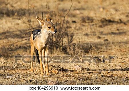 Schabrackenschakal (Canis mesomelas), Samburu National Reserve, Kenia, Afrika View Large Photo Image Stock Image - Schabrackenschakal (Canis mesomelas), Samburu National Reserve, Kenia, Afrika. Fotosearch