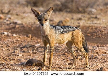 Stock Image - Schabrackenschakal (Canis mesomelas), aufmerksam, Samburu National Reserve, Kenia, Afrika. Fotosearch