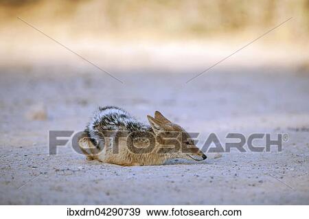 Schabrackenschakal (Canis mesomelas) kauert am Boden, Kgalagadi-Transfrontier-Nationalpark, Nordkap Provinz, Sudafrika View Large Photo Image Stock Photo - Schabrackenschakal (Canis mesomelas) kauert am Boden, Kgalagadi-Transfrontier-Nationalpark, Nordkap Provinz, Sudafrika. Fotosearch