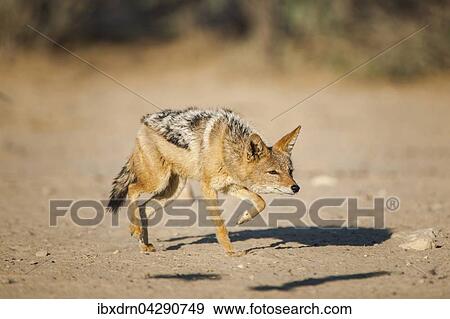 Schabrackenschakal (Canis mesomelas) schleicht sich an, Kgalagadi-Transfrontier-Nationalpark, Nordkap Provinz, Sudafrika View Large Photo Image Stock Photo - Schabrackenschakal (Canis mesomelas) schleicht sich an, Kgalagadi-Transfrontier-Nationalpark, Nordkap Provinz, Sudafrika. Fotosearch