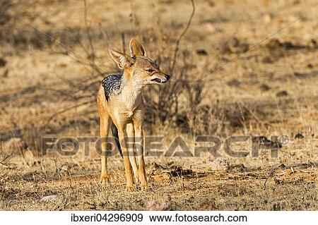 Schabrackenschakal (Canis mesomelas) fletscht die Zahne, Samburu National Reserve, Kenia, Afrika View Large Photo Image Stock Photo - Schabrackenschakal (Canis mesomelas) fletscht die Zahne, Samburu National Reserve, Kenia, Afrika. Fotosearch