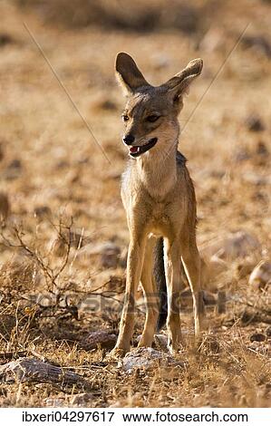 Schabrackenschakal (Canis mesomelas), Samburu National Reserve, Kenia, Afrika View Large Photo Image Stock Photo - Schabrackenschakal (Canis mesomelas), Samburu National Reserve, Kenia, Afrika. Fotosearch