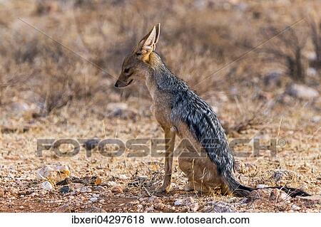 Schabrackenschakal (Canis mesomelas) sitzt aufmerksam, Samburu National Reserve, Kenia, Afrika View Large Photo Image Stock Photo - Schabrackenschakal (Canis mesomelas) sitzt aufmerksam, Samburu National Reserve, Kenia, Afrika. Fotosearch
