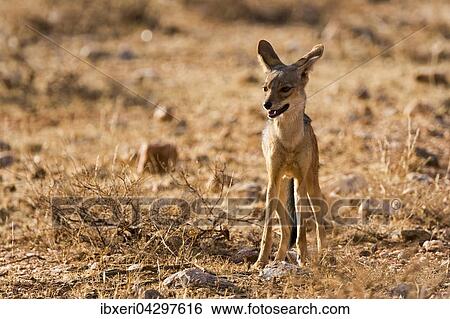 Schabrackenschakal (Canis mesomelas), Samburu National Reserve, Kenia, Afrika View Large Photo Image Stock Photograph - Schabrackenschakal (Canis mesomelas), Samburu National Reserve, Kenia, Afrika. Fotosearch
