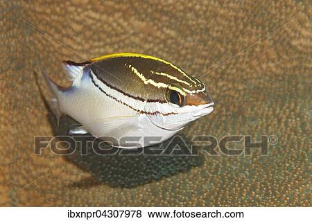 Scharpen Scheinschnapper (Scolopsis bilineata) uber Steinkoralle, Saparua Insel, Molukken, Banda See, Pazifik, Indonesien, Asien View Large Photo Image Stock Photo - Scharpen Scheinschnapper (Scolopsis bilineata) uber Steinkoralle, Saparua Insel, Molukken, Banda See, Pazifik, Indonesien, Asien. Fotosearch