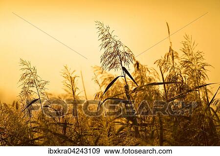 Schilf im Morgenlicht, Gegenlicht, Muhleiten, Niederosterreich, Osterreich, Europa View Large Photo Image Stock Photo - Schilf im Morgenlicht, Gegenlicht, Muhleiten, Niederosterreich, Osterreich, Europa. Fotosearch