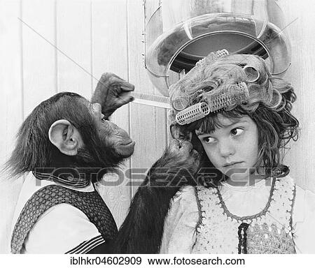 Schimanse combs a girl, England, Great Britain View Large Photo Image Stock Photo - Schimanse combs a girl, England, Great Britain. Fotosearch