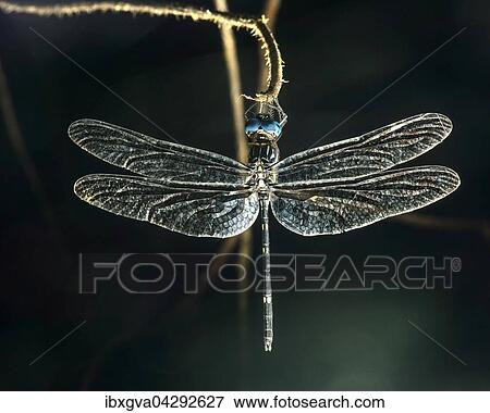 Stock Photo - Schlafende neotropische Segellibelle (Micrathyria sp. ), Choco Regenwald, Ecuador, Sudamerika. Fotosearch