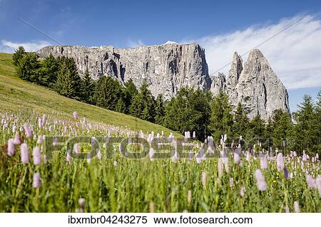 Schlern mit den Felsspitzen Santner und Euringer, Fruhling, Seiser Alm, Naturpark Schlern-Rosengarten, Dolomiten, Sudtirol, Trentino-Sudtirol, Alpen, Italien, Europa View Large Photo Image Stock Photography - Schlern mit den Felsspitzen Santner und Euringer, Fruhling, Seiser Alm, Naturpark Schlern-Rosengarten, Dolomiten, Sudtirol, Trentino-Sudtirol, Alpen, Italien, Europa. Fotosearch
