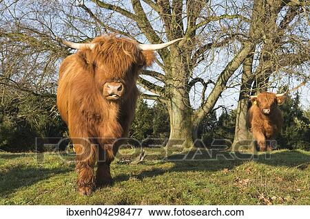 Schottische Hochlandrinder (Bos primigenius taurus), Wacholderhain Haselunne, Emsland, Niedersachsen, Deutschland, Europa View Large Photo Image Stock Photo - Schottische Hochlandrinder (Bos primigenius taurus), Wacholderhain Haselunne, Emsland, Niedersachsen, Deutschland, Europa. Fotosearch