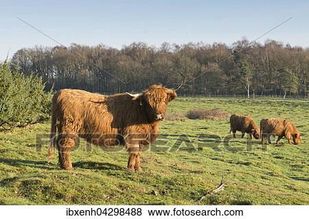 Schottische Hochlandrinder (Bos primigenius taurus), Wacholderhain Haselunne, Emsland, Niedersachsen, Deutschland, Europa View Large Photo Image Stock Photo - Schottische Hochlandrinder (Bos primigenius taurus), Wacholderhain Haselunne, Emsland, Niedersachsen, Deutschland, Europa. Fotosearch