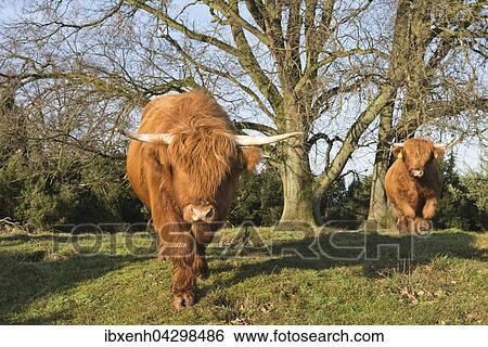 Stock Photograph - Schottische Hochlandrinder (Bos primigenius taurus), Wacholderhain Haselunne, Emsland, Niedersachsen, Deutschland, Europa. Fotosearch