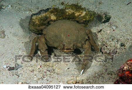 Schwammkrabbe (Lauridromia dehaani), Mindanaosee, auch Boholsee, Philippinen, Asien View Large Photo Image Stock Photo - Schwammkrabbe (Lauridromia dehaani), Mindanaosee, auch Boholsee, Philippinen, Asien. Fotosearch