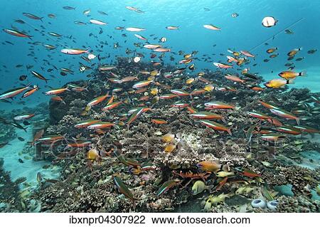 Stock Image - Schwarm, Fischschwarm, Neon Fusilier (Pterocaesio tile), schwimmt uber Korallenriff, Saparua Insel, Molukken, Banda See, Pazifik, Indonesien, Asien. Fotosearch