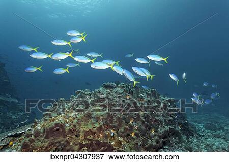 Schwarm Gelber Blaurucken Fusilier (Caesio teres), schwimmt uber kleines Riff uberzogen mit Schwamm, Saparua Insel, Molukken, Banda See, Pazifik, Indonesien, Pazifik, Asien View Large Photo Image Stock Photo - Schwarm Gelber Blaurucken Fusilier (Caesio teres), schwimmt uber kleines Riff uberzogen mit Schwamm, Saparua Insel, Molukken, Banda See, Pazifik, Indonesien, Pazifik, Asien. Fotosearch