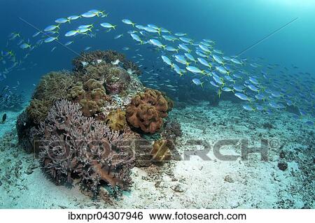 Schwarm, Gelber Blaurucken Fusilier (Caesio teres) schimmt uber kleines Korallenriff mit Weichkoralle, (Sinularia sp. ) und Lederkorallen, (Sarcophyton sp. ), Saparua Insel, Molukken, Banda See, Pazifik, Indonesien, Asien View Large Photo Image Stock Photograph - Schwarm, Gelber Blaurucken Fusilier (Caesio teres) schimmt uber kleines Korallenriff mit Weichkoralle, (Sinularia sp. ) und Lederkorallen, (Sarcophyton sp. ), Saparua Insel, Molukken, Banda See, Pazifik, Indonesien, Asien. Fotosearch