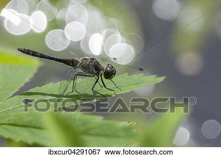 Schwarze Heidelibelle (Sympetrum danae), Mannchen, Thuringen, Deutschland, Europa View Large Photo Image Stock Photo - Schwarze Heidelibelle (Sympetrum danae), Mannchen, Thuringen, Deutschland, Europa. Fotosearch