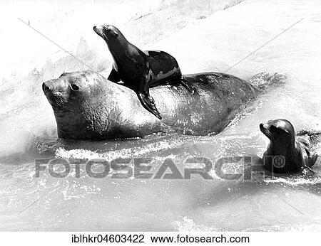 Seals play with each other, England, Great Britain View Large Photo Image Stock Image - Seals play with each other, England, Great Britain. Fotosearch