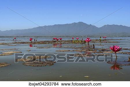 Seerosen (Nymphaea pubescens), Phayao-See, Provinz Phayao, Thailand, Asien View Large Photo Image Picture - Seerosen (Nymphaea pubescens), Phayao-See, Provinz Phayao, Thailand, Asien. Fotosearch