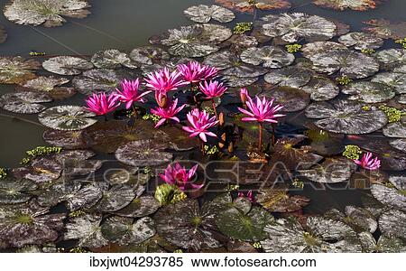 Stock Photography - Seerosen (Nymphaea pubescens), Phayao-See, Provinz Phayao, Thailand, Asien. Fotosearch