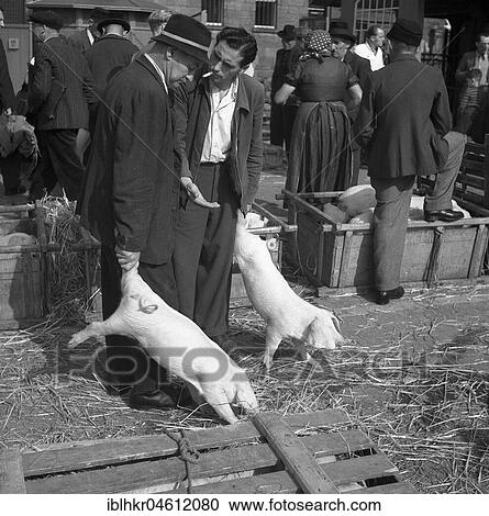 Sellers of piglets reach out demandingly, Freiburger Münstermarkt, approx. 1945 to 1955, Freiburg, Germany, Europe View Large Photo Image Stock Image - Sellers of piglets reach out demandingly, Freiburger Münstermarkt, approx. 1945 to 1955, Freiburg, Germany, Europe. Fotosearch