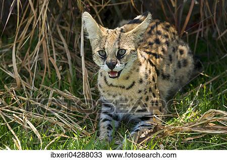 Serval (Leptailurus serval) faucht, 2 Jahre, Afrika, captive View Large Photo Image Stock Image - Serval (Leptailurus serval) faucht, 2 Jahre, Afrika, captive. Fotosearch