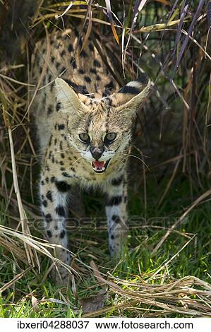 Serval (Leptailurus serval) faucht, 2 Jahre, Afrika, captive View Large Photo Image Stock Photo - Serval (Leptailurus serval) faucht, 2 Jahre, Afrika, captive. Fotosearch