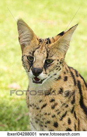 Serval (Leptailurus serval), Tierportrait, 2 Jahre, captive, Afrika View Large Photo Image Stock Image - Serval (Leptailurus serval), Tierportrait, 2 Jahre, captive, Afrika. Fotosearch