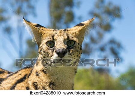 Serval (Leptailurus serval), Tierportrait, 2 Jahre, Afrika, captive View Large Photo Image Stock Image - Serval (Leptailurus serval), Tierportrait, 2 Jahre, Afrika, captive. Fotosearch