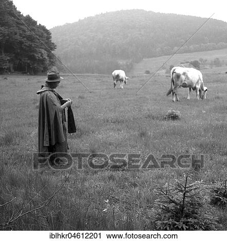Shepherd with cows on the way on fields, ca. 1945 to 1955, near Freiburg, Germany, Europe View Large Photo Image Stock Image - Shepherd with cows on the way on fields, ca. 1945 to 1955, near Freiburg, Germany, Europe. Fotosearch