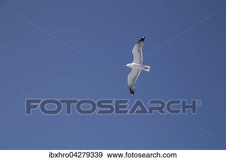 Silbermowe (Larus argentatus) im Flug vor blauem Himmel, Toscana, Italien, Europa View Large Photo Image Stock Photo - Silbermowe (Larus argentatus) im Flug vor blauem Himmel, Toscana, Italien, Europa. Fotosearch