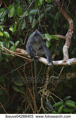 Silberner Haubenlanguren (Trachypithecus cristatus), Mannchen sitzt auf Ast, Permai Rainforest, Santubong, Sarawak, Borneo, Malaysia, Asien View Large Photo Image Stock Image - Silberner Haubenlanguren (Trachypithecus cristatus), Mannchen sitzt auf Ast, Permai Rainforest, Santubong, Sarawak, Borneo, Malaysia, Asien. Fotosearch