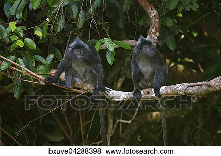 Silberner Haubenlanguren (Trachypithecus cristatus), Mannchen sitzen auf Ast, Permai Rainforest, Santubong, Sarawak, Borneo, Malaysia, Asien View Large Photo Image Stock Photo - Silberner Haubenlanguren (Trachypithecus cristatus), Mannchen sitzen auf Ast, Permai Rainforest, Santubong, Sarawak, Borneo, Malaysia, Asien. Fotosearch