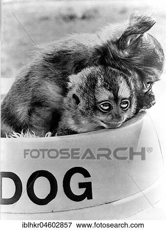 Small monkeys in dog bowl, England, Great Britain View Large Photo Image Stock Photo - Small monkeys in dog bowl, England, Great Britain. Fotosearch