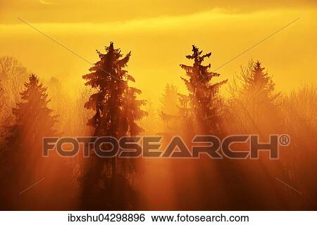 Sonnenstrahlen scheinen im Nebel durch Fichtenwald, Kanton Zug, Schweiz, Europa View Large Photo Image Stock Photograph - Sonnenstrahlen scheinen im Nebel durch Fichtenwald, Kanton Zug, Schweiz, Europa. Fotosearch